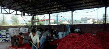 重庆万亩辣椒基地 诚寻加工、打酱、切断、腌制及市场批发合作伙伴